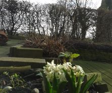 hyacint bloeit in januari '14 (2)
